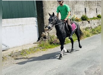 Connemara, Wallach, 5 Jahre, 137 cm, Schimmel