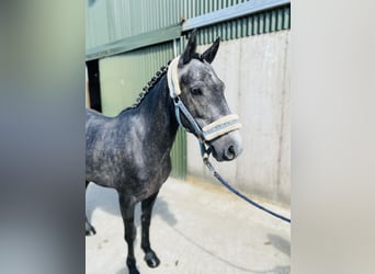 Connemara, Wallach, 5 Jahre, 137 cm, Schimmel
