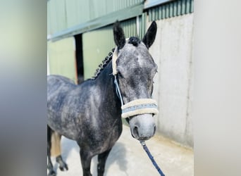 Connemara, Wallach, 5 Jahre, 137 cm, Schimmel