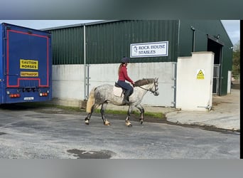 Connemara, Wallach, 5 Jahre, 138 cm, Apfelschimmel