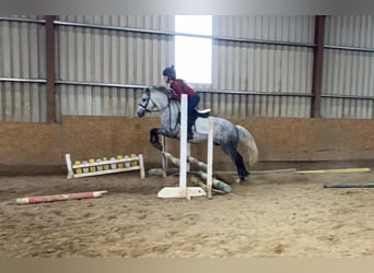 Connemara, Wallach, 5 Jahre, 138 cm, Apfelschimmel