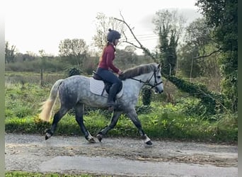 Connemara, Wallach, 5 Jahre, 138 cm, Apfelschimmel