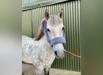 Connemara, Wallach, 5 Jahre, 138 cm, Apfelschimmel