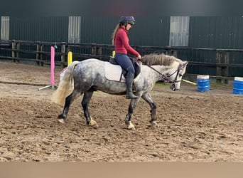 Connemara, Wallach, 5 Jahre, 138 cm, Apfelschimmel