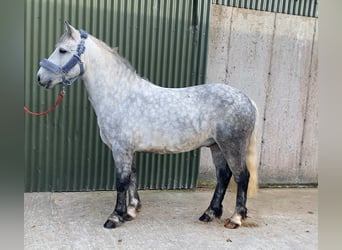 Connemara, Wallach, 5 Jahre, 138 cm, Apfelschimmel