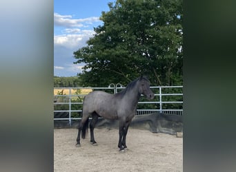 Connemara, Wallach, 5 Jahre, 140 cm, Rappschimmel