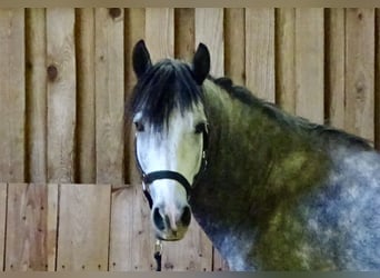 Connemara, Wallach, 5 Jahre, 143 cm, Apfelschimmel