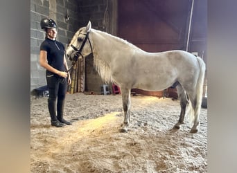 Connemara, Wallach, 5 Jahre, 145 cm, Apfelschimmel