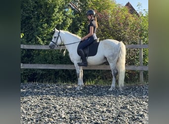 Connemara, Wallach, 5 Jahre, 145 cm, Apfelschimmel