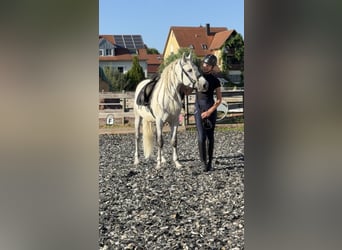 Connemara, Wallach, 5 Jahre, 145 cm, Apfelschimmel
