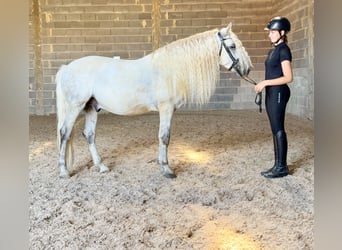 Connemara, Wallach, 5 Jahre, 145 cm, Apfelschimmel