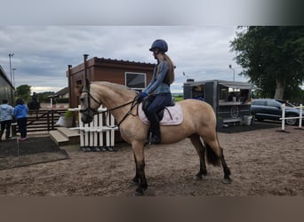 Connemara, Wallach, 5 Jahre, 145 cm, Falbe