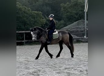 Connemara, Wallach, 5 Jahre, 146 cm, Schimmel