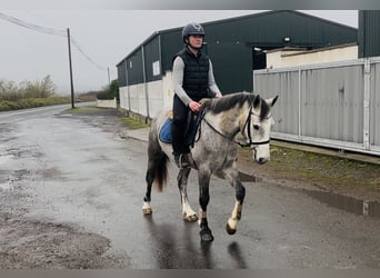 Connemara, Wallach, 5 Jahre, 146 cm, Schimmel