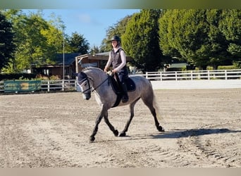 Connemara, Wallach, 5 Jahre, 147 cm, Apfelschimmel