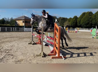 Connemara, Wallach, 5 Jahre, 147 cm, Apfelschimmel