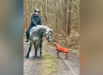 Connemara, Wallach, 5 Jahre, 147 cm, Apfelschimmel