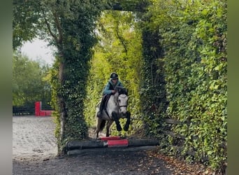 Connemara, Wallach, 5 Jahre, 147 cm, Falbe
