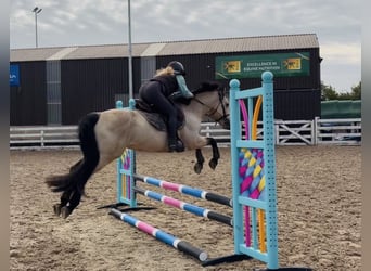 Connemara, Wallach, 5 Jahre, 147 cm, Falbe