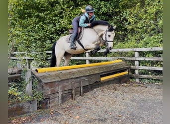 Connemara, Wallach, 5 Jahre, 147 cm, Falbe
