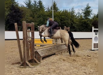 Connemara, Wallach, 5 Jahre, 147 cm, Falbe
