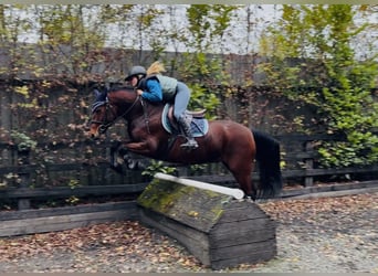 Connemara, Wallach, 5 Jahre, 147 cm, Rotbrauner