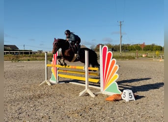 Connemara, Wallach, 5 Jahre, 147 cm, Rotbrauner