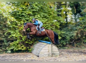 Connemara, Wallach, 5 Jahre, 147 cm, Rotbrauner