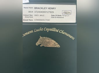 Connemara, Wallach, 5 Jahre, 147 cm, Schimmel
