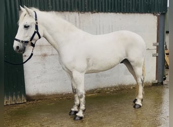 Connemara, Wallach, 5 Jahre, 147 cm, Schimmel