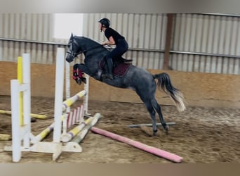 Connemara, Wallach, 5 Jahre, 147 cm, Schimmel