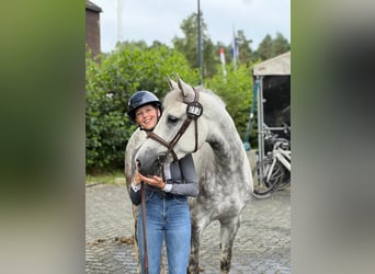 Connemara, Wallach, 5 Jahre, 147 cm, Schimmel