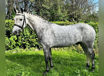 Connemara, Wallach, 5 Jahre, 148 cm, Apfelschimmel