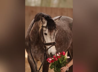 Connemara, Wallach, 5 Jahre, 148 cm, Apfelschimmel