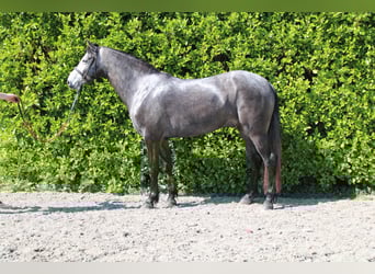 Connemara, Wallach, 5 Jahre, 148 cm, Apfelschimmel