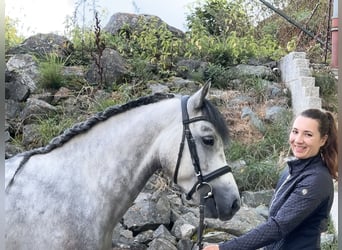Connemara, Wallach, 5 Jahre, 148 cm, Rappschimmel