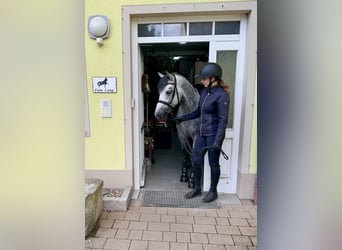 Connemara, Wallach, 5 Jahre, 148 cm, Rappschimmel