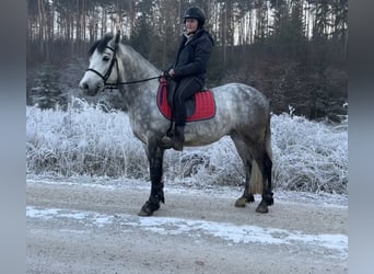 Connemara, Wallach, 5 Jahre, 148 cm, Rappschimmel