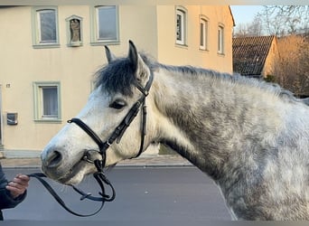 Connemara, Wallach, 5 Jahre, 148 cm, Rappschimmel