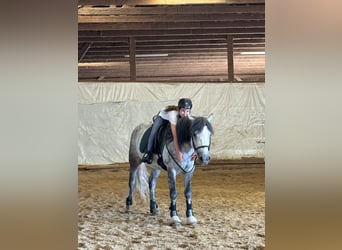 Connemara, Wallach, 5 Jahre, 148 cm, Rappschimmel