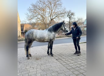 Connemara, Wallach, 5 Jahre, 148 cm, Rappschimmel