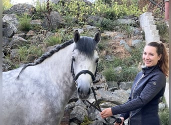 Connemara, Wallach, 5 Jahre, 148 cm, Rappschimmel