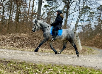 Connemara, Wallach, 5 Jahre, 148 cm, Rappschimmel