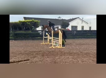 Connemara, Wallach, 5 Jahre, 148 cm, Rotbrauner