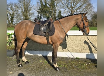 Connemara Mix, Wallach, 5 Jahre, 148 cm, Rotbrauner