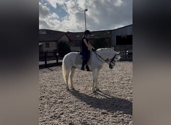 Connemara, Wallach, 5 Jahre, 148 cm, Schimmel