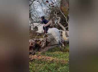 Connemara, Wallach, 5 Jahre, 148 cm, Schimmel