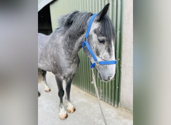 Connemara, Wallach, 5 Jahre, 148 cm, Schimmel