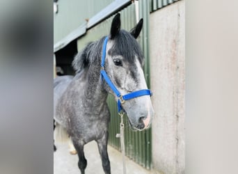 Connemara, Wallach, 5 Jahre, 148 cm, Schimmel