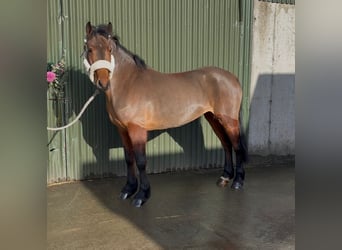 Connemara, Wallach, 5 Jahre, 148 cm, Schimmel